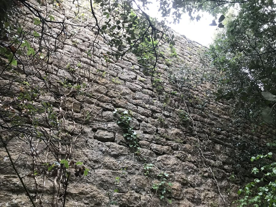 Muraille envahie par le lierre et la végétation
